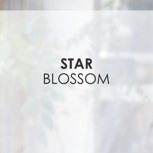 [무점착 창문시트]star blossom