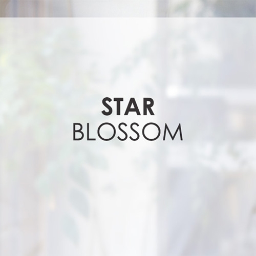[컬러 안개시트]star blossom