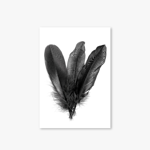 [Monotone Series] Type C - Three Feather